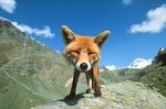  feral fox mammal mountain nature perspective pov real solo stefano_unterthiner 