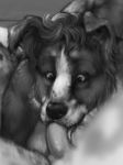  black_and_white border_collie canine close-up cropped dog erection fellatio gay greyscale licking male mammal monochrome oral oral_sex penis preview sex tongue work_in_progress 