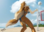 beach bikini blakefox canine colleen dog female mammal road_rovers seaside solo swimsuit volleyball water 