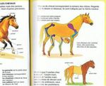  anatomy animal cross_section equine feral french_text hooves horse human internal interspecies lol what x-ray zoo 