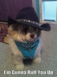  cowboy_hat cub cute dog feral hat humor humour mammal photo pun puppy real young 