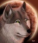  2006 canine fuzzy male moon myenia solo wolf 