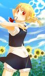  absurdres adjusting_hair alternate_hairstyle bad_id bad_pixiv_id bloomers face flower hairdressing hands highres mouth_hold ponytail rumia shirane_koitsu solo sunflower touhou underwear 