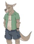  chubby clothing ear_piercing fat kangaroo male mammal marsupial overweight piercing plain_background shorts solo watch white_background 