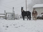  equine horse kavali looking_at_viewer outside photo real snow winter 
