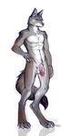  balls blue_eyes canine claws flaccid fudchan fur grey grey_fur looking_at_viewer male mammal muscles nude penis plain_background solo standing tail vein veins white_background wolf 
