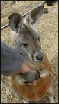  feral hand_holding human kangaroo mammal marsupial photo real remywolf 