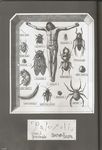 arachnid beetle bug centipede cicada cockroach crucifixion fly framed_insect furuya_usamaru greyscale insect jesus ladybug loincloth male_focus miniboy monochrome non-web_source palepoli pillbug pin pinned solo spider stag_beetle watermark what 