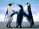  avian beach beak bird feral group king_penguin linux penguin photo real seaside trio wallpaper water wings 