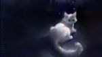  1920x1080 apofiss black bubble bubbles cat cute feline fur green_eyes looking_at_viewer looking_back mammal solo wallpaper whiskers white white_fur widescreen 