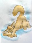  2011 amesherla ass_up canine fennec fox male nude on_front one_eye_closed penis raised_tail solo tail watercolour 