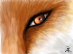  canine close-up eye fox fur mammal orange_eyes orange_fur plushie portrait solo 