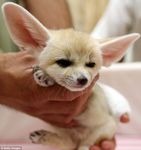 big_ears black_eyes canine cub cute fennec feral fox hands holding human mammal real tan thumb whiskers young 