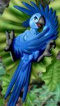  anus avian bird blue blue_feathers female feral jewel jewel_(rio) lying marc_leonhardt non-anthro on_back pussy rio solo spread_legs spreading wings work_in_progress 