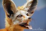  animal_ears canine cute dreamstime fennec feral fox fox_ears looking_at_viewer mammal photo portrait real solo watermark 