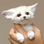  animal_ears canine cute fennec fox fox_ears kit photo puppy 