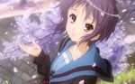  nagato_yuki sakura seifuku suzumiya_haruhi_no_yuutsu tagme 