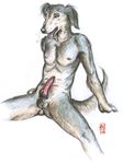  balls canine cum dog knot male mammal nude penis plain_background precum realistic saluki solo tanuki_(artist) white_background 