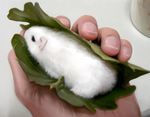  close-up hands holding leaf mouse original realistic safle728 