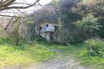  building bush forest graffiti grass house nature no_humans photo plant scenery tree 