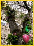  house izzatakiwa national_geographic nintendo pok&#233;mon pok&eacute;mon pokemon_geographic solo three tree video_games wood 