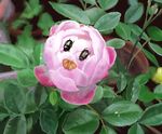  bad_pixiv_id beetle bug butterfly dirt flower insect kirby kirby_(series) leaf no_humans peony_(flower) plant pot solo unagi88 