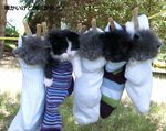 cat kitten photo real sock socks translation_request 