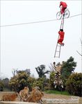  bike feline human male mammal tiger tightrope unknown_artist 