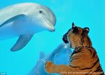  dolphin feline feral friends glass mammal marine real tiger tigre water 