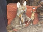  canine fox fur hookah mammal nightmare_fuel open_mouth plushie solo stuffed teeth tragedy unknown_artist 