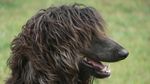  afghan_hound canine dog feral hair long_hair photo 