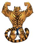  anthro back biceps big_muscles buff butt feline flexing fur green_eyes half_naked kokuhane looking_at_viewer looking_back male mammal muscles orange_fur partran plain_background pose smile solo speedo standing stripes strong swimsuit tail thong tiger topless white_background 