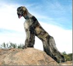  afghan_hound canine dog feral photo 