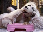  afghan bbc bbc3 canine destiny destiny_(mongrels) dog female mammal mongrels mongrels_(tv_series) puppet screencap solo unknown_artist 