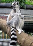  ambiguous_gender lemur madagaskar monkey photo real sitting solo 