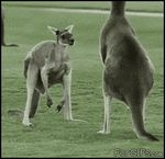  ball_slapping balls feral gif humor humour kangaroo low_res male mammal marsupial masturbation outside real swinging_balls what 