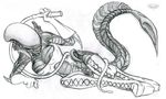  alien alien_(franchise) breasts clothing dominatrix eyeless female gloves leather lying monochrome notorious notorious84 on_side sketch solo tight_clothing whip xenomorph 