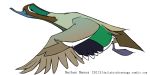  2015 avian beady_eyes beak biped bird black_eyes black_feathers black_wings blue_beak brown_feathers brown_tail digital_drawing_(artwork) digital_media_(artwork) duck feathered_wings feathers featureless_feet feral flying full-length_portrait green-winged_teal green_feathers green_wings grey_feathers grey_wings jamminbison male multicolored_wings portrait side_view simple_background solo suspended_in_midair tail_feathers toony url white_background white_feathers white_wings winged_arms wings 