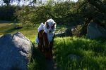  arcanine beastcub canine dog feral fursuit mammal nintendo photo pok&#233;mon pok&eacute;mon quadsuit real scenery solo video_games 