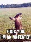  anteater english_text fuck_you_im_an_anteater grass humour open_arms real standing unknown_artist 