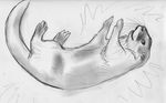  feral greyscale lying mammal monochrome mustelid on_back otter plain_background sketch solo spera white_background 