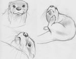  feral greyscale mammal monochrome mustelid otter plain_background sketch solo spera white_background 