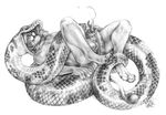  animal_genitalia balls barbs blotch claws coils cum feline lion male mammal monochrome open_mouth penis python reptile scales scalie sheath sketch snake tailjob vorarephilia vore 