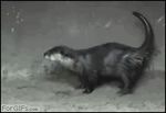  black_and_white dancing forgifs.com gif greyscale humor humour mammal monochrome mustelid otter raised_tail solo tail unknown_artist 