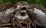  cub cute eyes_closed feral kissing mammal mustelid otter photo real whiskers young 