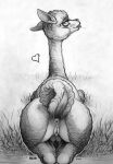 alpaca anus camelid ecmajor female feral genitals hi_res mammal monochrome pussy raised_tail solo tail teats tongue tongue_out vulva_piercing