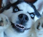  blue_eyes canine derp dog feral husky looking_at_viewer mammal nightmare_fuel paws reaction_image real solo source_request teeth unknown_artist what_has_science_done where_is_your_god_now 