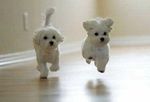  canine dog floor flying runing 