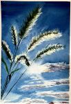  blue_sky cloud cloudy_sky highres light_rays no_humans original painting_(medium) plant plant_focus realistic scenery shibakaka sky sky_focus sun sunlight traditional_media watercolor_(medium) wheat 