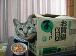  cardboard_box cat no_humans photo 